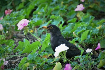 Little blackbird in the garden full of flower