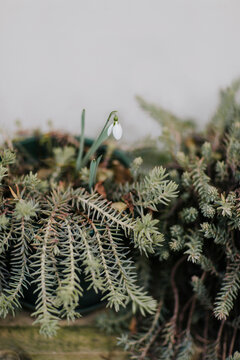Single snowdrop flowering inside succulents pot