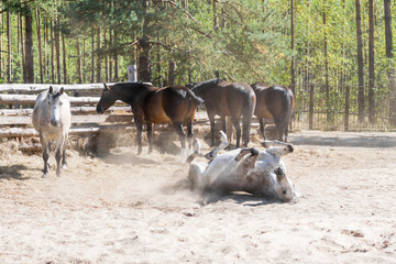 white gray beautiful cute young horse lying on its back on a summer day. Funny picture of farm life, healthy animal playing