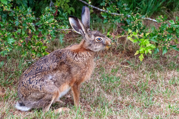 Side view of a hare eating leafs from a twig