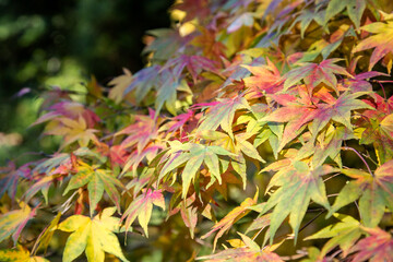 Colourful autumnal leaves at Batsford Arboretum in Gloucestershire.
