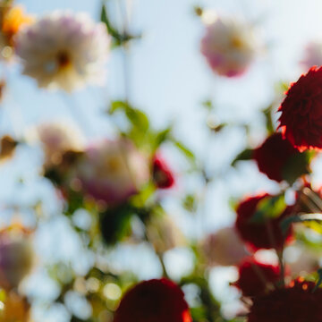 Dahlia flower abstract