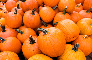 Halloween pumpkins on sale at a pumpkin farm in Tennessee, United States of America