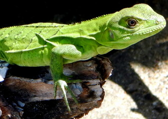 Fototapeta premium Costa Rica Pacific sea life
