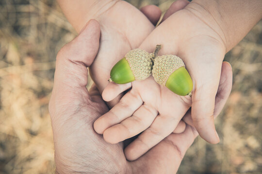Close-up of a girl's hands holding acorns with her father