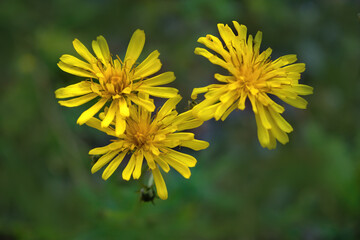 Yellow wildflowers on a blurred natural background close-up.