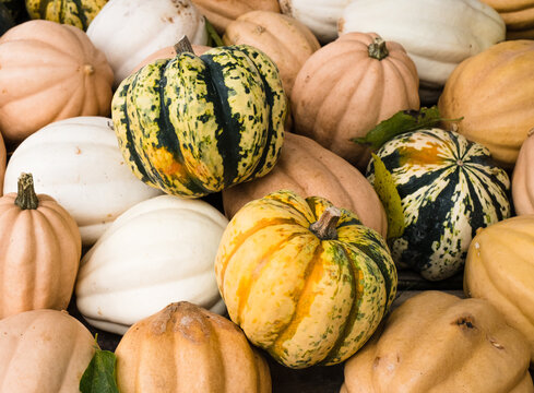 Colourful Gourds & Pumpkins