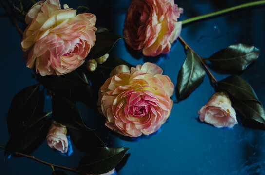 Flatlay Design of Pastel Pink Pedaled Roses Against Blue Reflective Surface