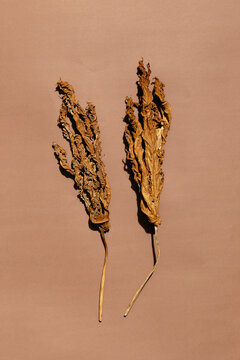 Death of two leafs