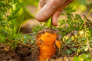 Close-up of a woman's hand pulling a carrot out of the ground close-up. harvest in the fall.