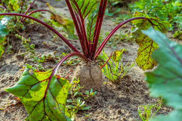 Beets sticking out in the ground close-up. Harvest