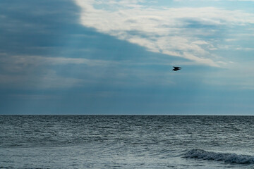 Fototapeta na wymiar bird flying over the ocean in the cloudy sunny sky looking for prey