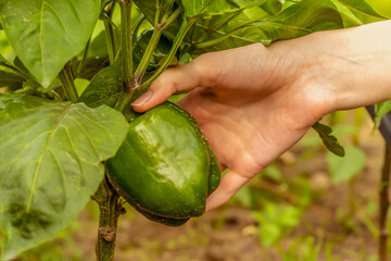 Female hand collects ripe bell pepper in the garden close-up