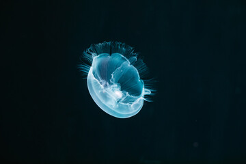 blue glowing jelly fish on black background