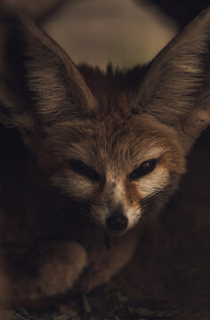 Small baby fox in burrow.