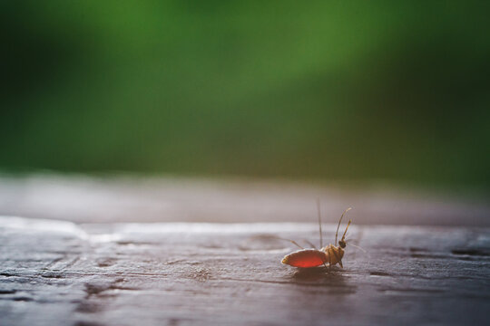Dead mosquito full of blood