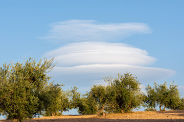 Lenticular clouds over olive trees in Andalucia at sunset