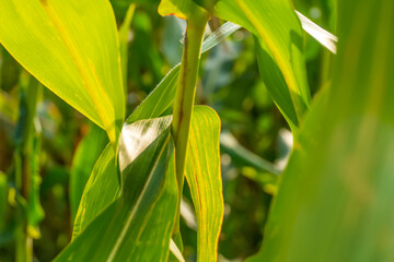Green corn field with yellow corn branch, traditional agriculture. concept of a farmer.