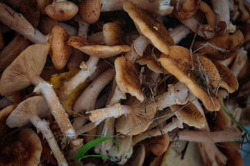 Many armillaria mellea on the old stump in wood.