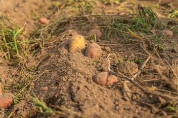 harvesting of potato crop. Potatoes on the ground after driving the tractor to collect them