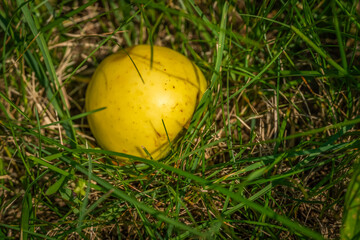 Yellow beautiful apple in the grass in the sunlight, copy space