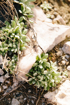 Succulents growing out of the dirt and rocks