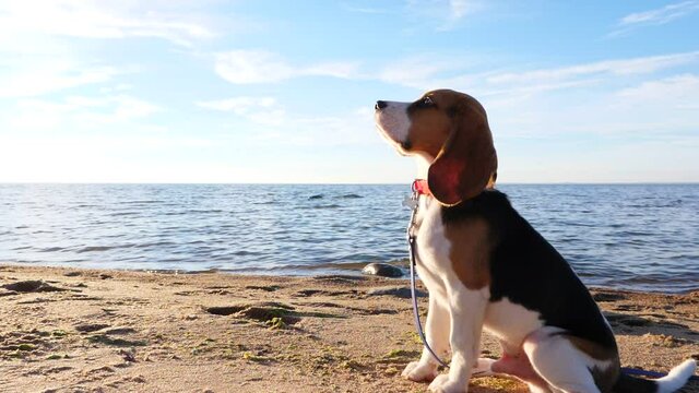 Young Beagle sit on sand against large lake, looking up to owner, slow motion portrait shot. Camera slowly move around dog, bright sun shine, sunny evening time