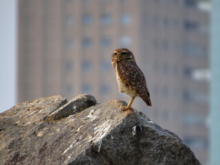 bird known as Burrowing Owl perched on a rock, with distant building unfocused in the background.