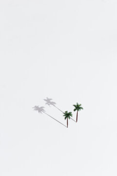 Two palm tree models isolated on white