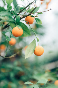 An orange tree
