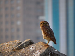 bird known as the Burrowing Owl perched on a rock, with distant colorful buildings blurred in the background.