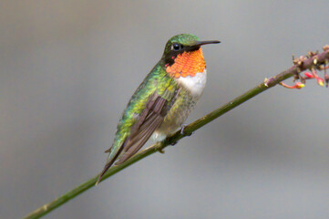 Ruby throated hummingbird on a branch