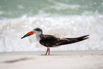 Black skimmers on the beach in the surf
