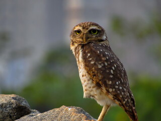Burrowing Owl perched on a rock, on a colorful defocused background.