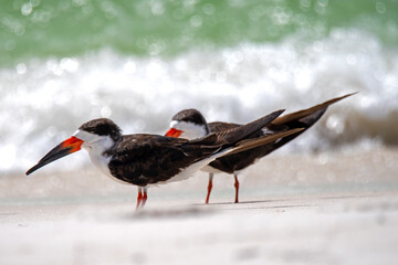 Obraz premium Black skimmers on the beach in the surf