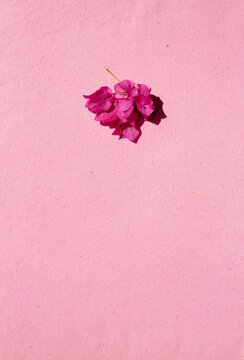 Pink flower on pink background