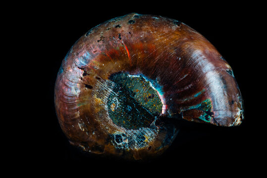 ammonoid amonit fossil-stone