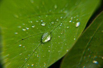 水滴の付いた葉
