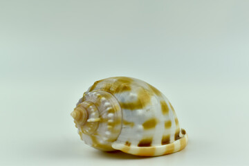 Kolorowa muszla morska na jasnym tle. © Krzysztof Głowacki