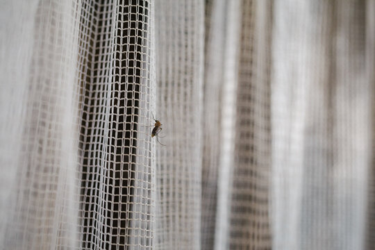 Mosquito on net