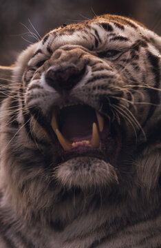 A portrait of a endangered Bengal / white tiger roaring.