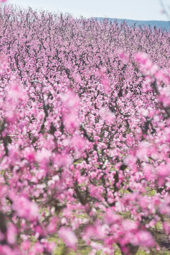 Blossom pink