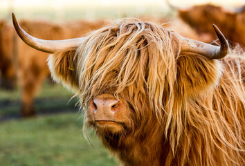 Vaches Highland dans les Highlands écossais