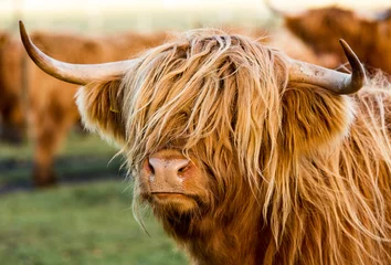 Photo sur Plexiglas Highlander écossais Vaches Highland dans les Highlands écossais