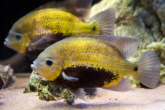 cichlid fish