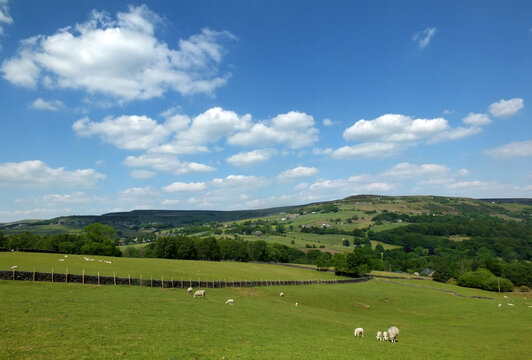 yorkshire dales landscape with sheep grazing in fields between trees and pennine and hills in the distance