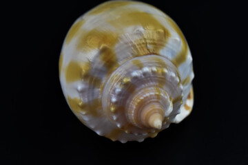 Kolorowa muszla morska na ciemnym tle. © Krzysztof Głowacki