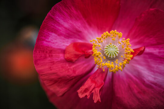 poppy macro