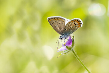 butterfly on plant macro