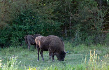 European bison (Bison bonasus), also known as the wisent. Cows grazing on meadow.